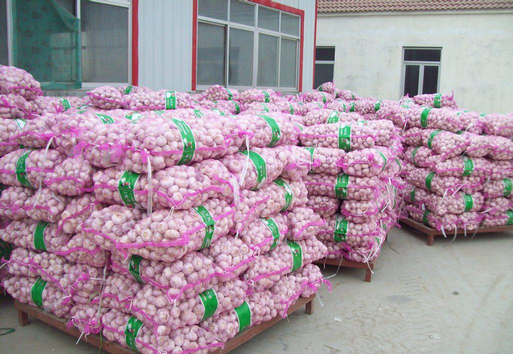 專業(yè)大蒜加工與進(jìn)出口服務(wù)，工廠直供，規(guī)格齊全
